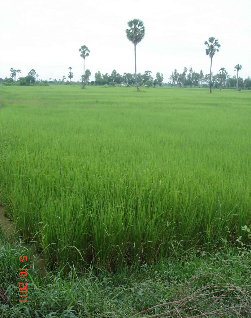 Rice-paddies-and-palm trees - country Cambodia - traditional homes
