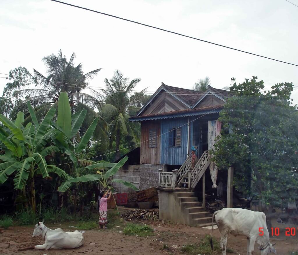 One or two white cows tethered in the front yard. Traditional homes. Cambodia