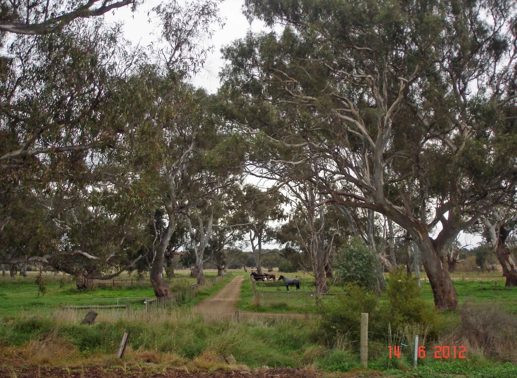 Doreen- river flats below surburbia are home to horses and the Red River Gum trees