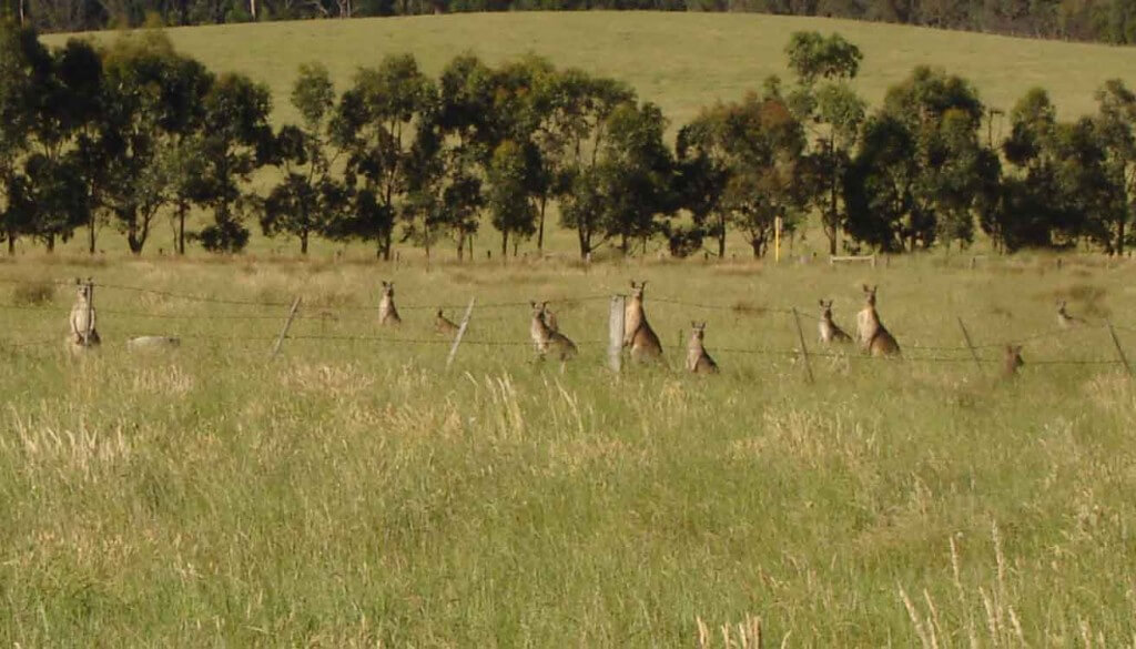 Red Kangaroos watching me watching them! Doreen.Melbourne Suburbs