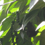 Black Pepper ripening on the vines.
