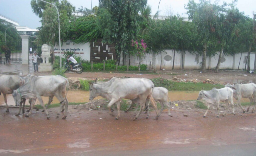 Zebu or skinny white Cows straggling through town Battemburg.Cambodia 