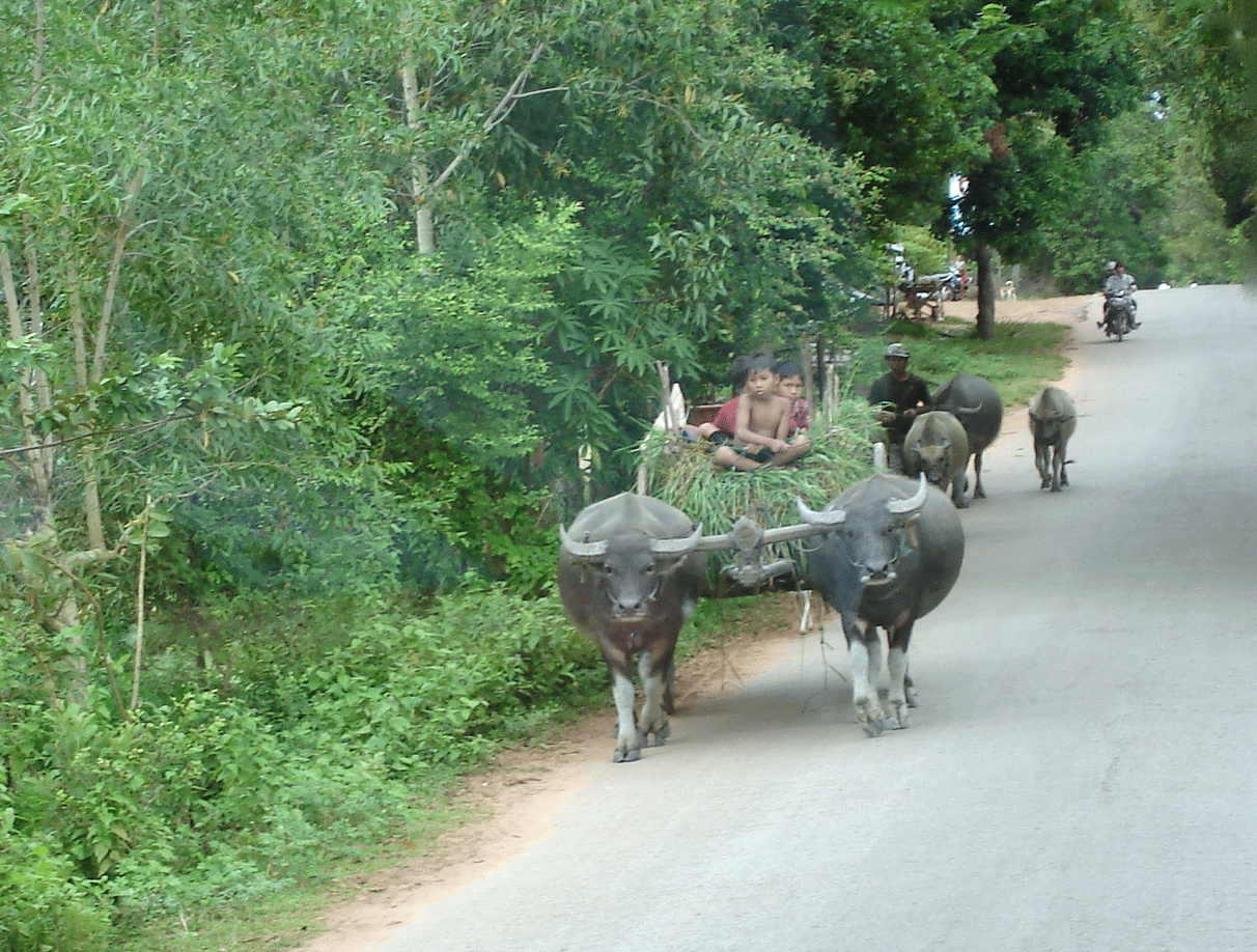Buffalo pulling dray of green feed with children.Dad behind with buffalo and calves