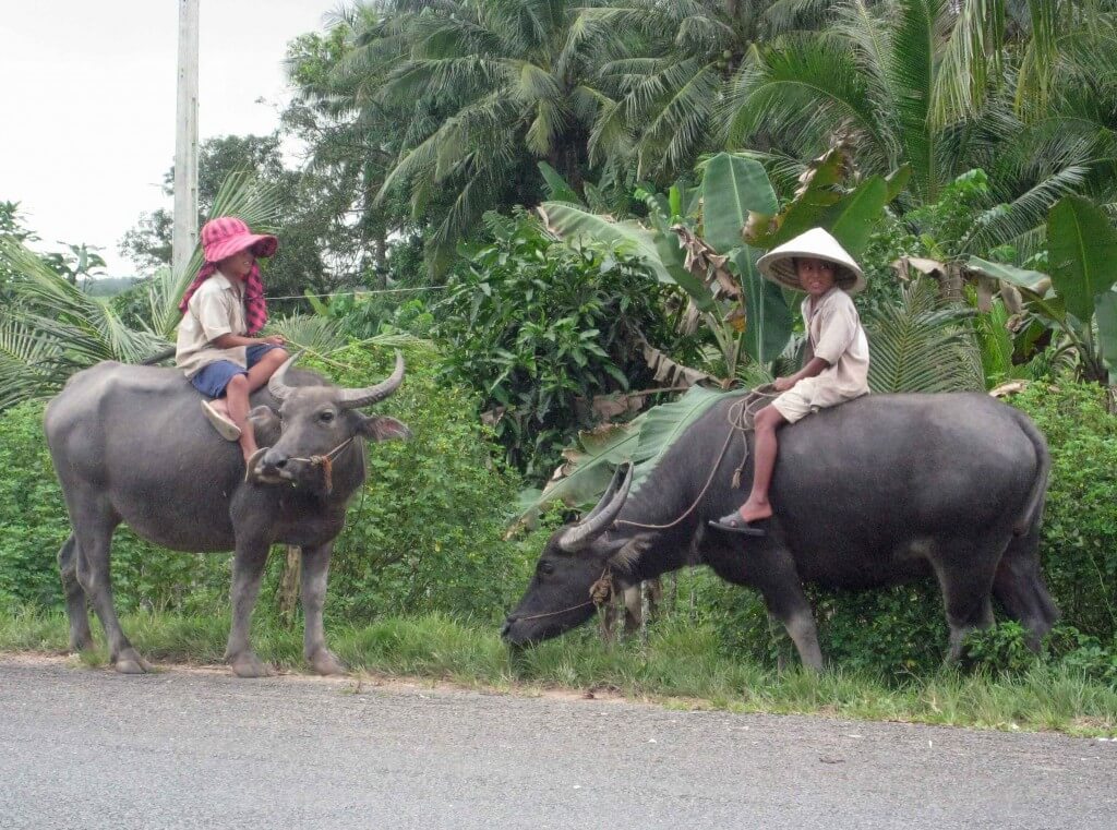 Young boys riding their water buffaloes home