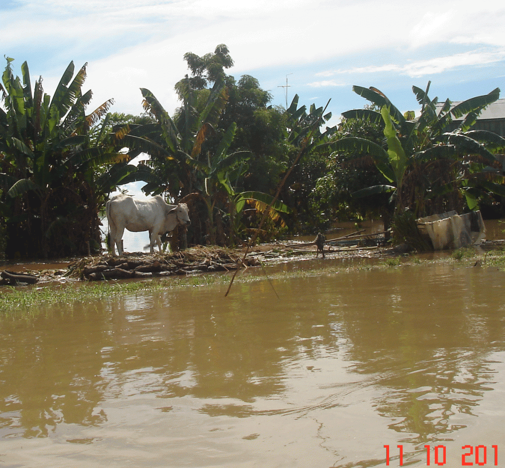 Cows-skinny white cow-still high and dry-wet season Cambodia