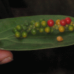 Green Pepper ripens to black pepper