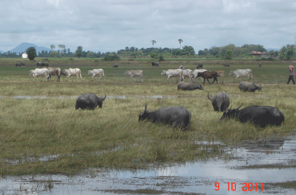 Herd of water buffalo and skinny white Cows (zebu) Battemburg. Cambodia