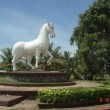 Plantations of Black Pepper | Salt and Pepper – Kampot