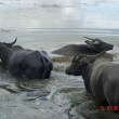 Water Buffalo | Wild Buffalo – Farm Animals | Cambodia