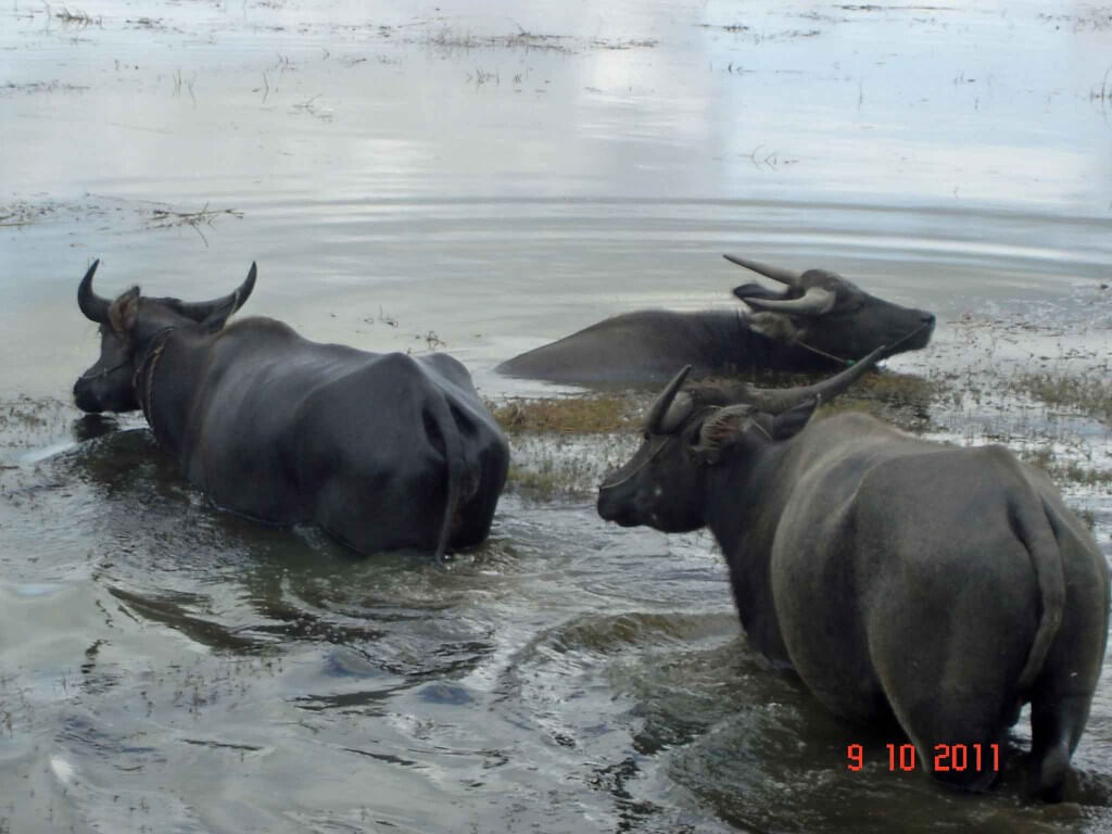 Water Buffalo have adapted to the water and enjoy wading
