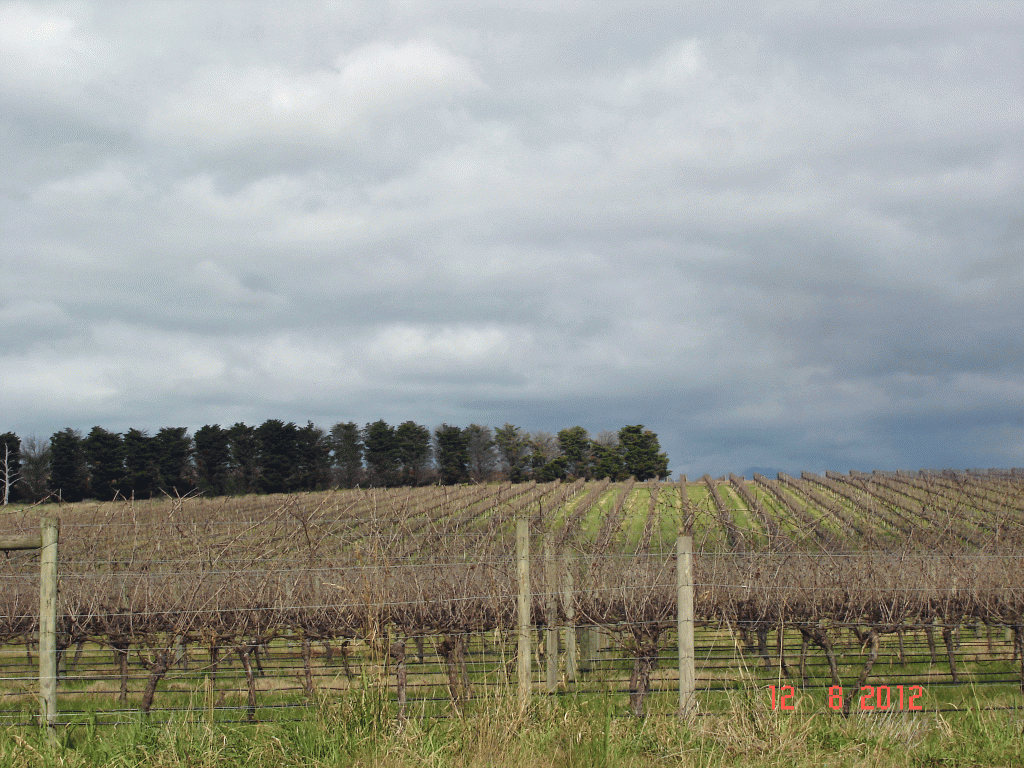 Yarra Valley GrapeVines