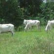 Cows – skinny white cows or oxen – Livestock – Cambodia