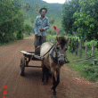 Favorite Foto – Wednesday – Dainty Khmer Horse