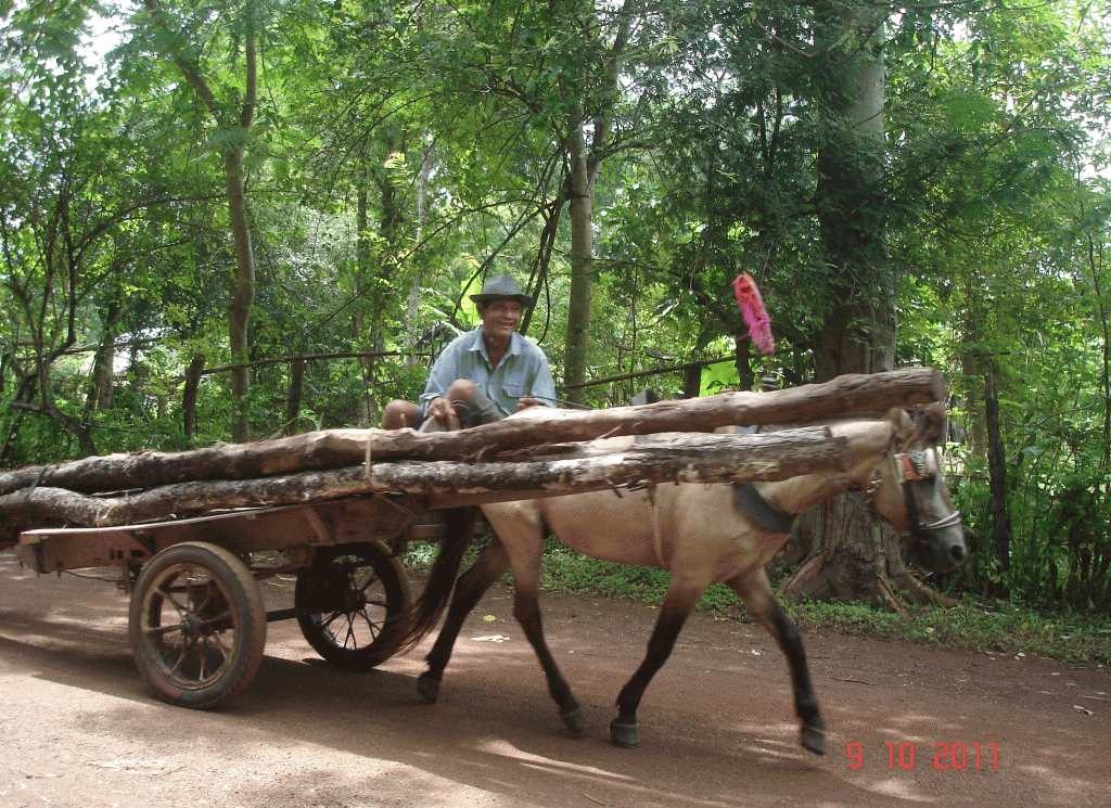 Cambodian horse pulling dray of timber. Battembang, farm animals