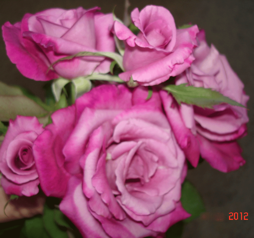 The Four Seasons an abundance of fragrant roses in Spring