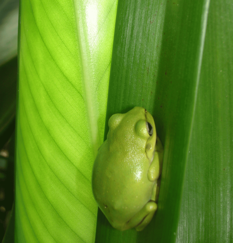 Four Season-baby-green-frog among the lillies in spring
