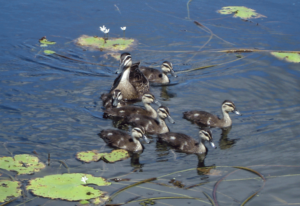 Proud mother with ducklings-on-the-river-Spring the best Four Seasons