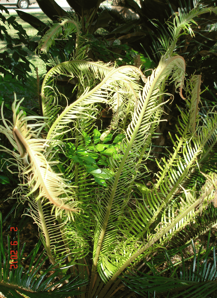 Spring-new-growth-on-the-cycad like feathers emerge in spring