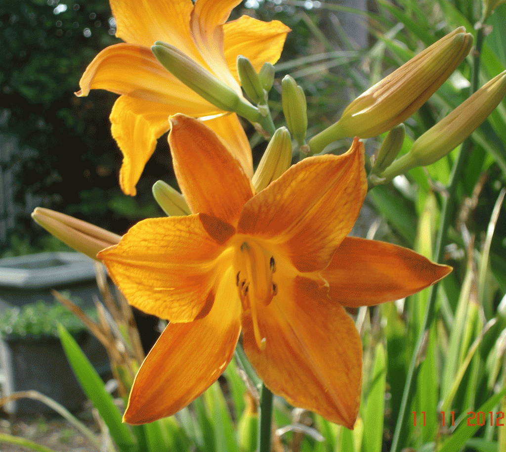 DayLily