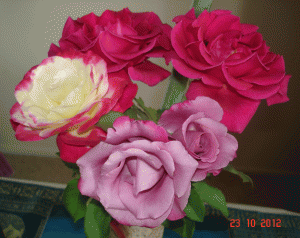 Handful of fragrant roses.My tropical back yard garden