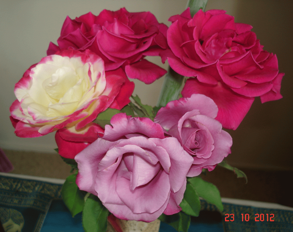 Handful of fragrant roses.My tropical back yard garden