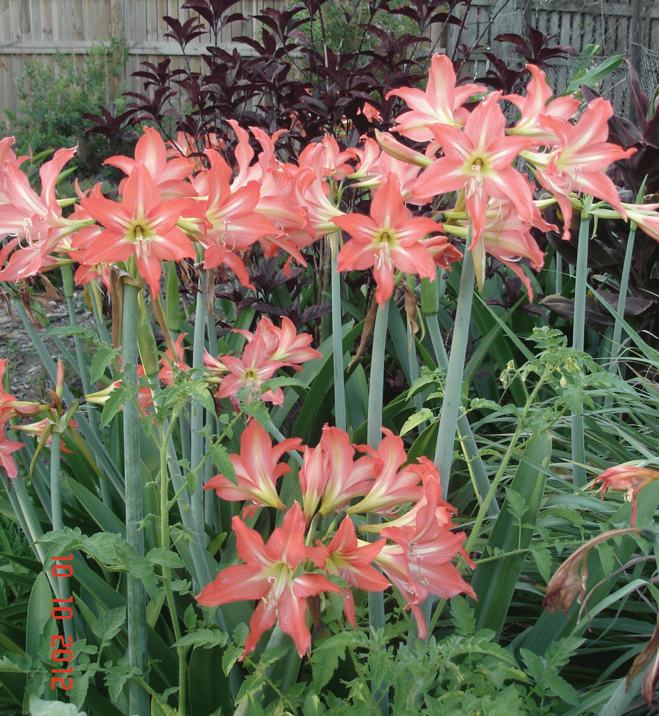 Bulbs in my back yard make a colorfu tropical display.