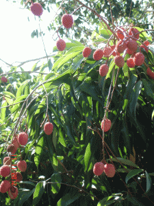 Tropical bright Pin Lychees in my back yard garden