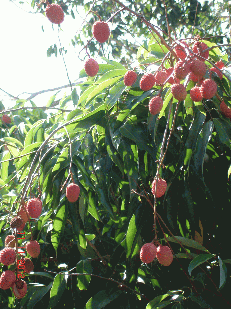 Tropical bright Pin Lychees in my back yard garden