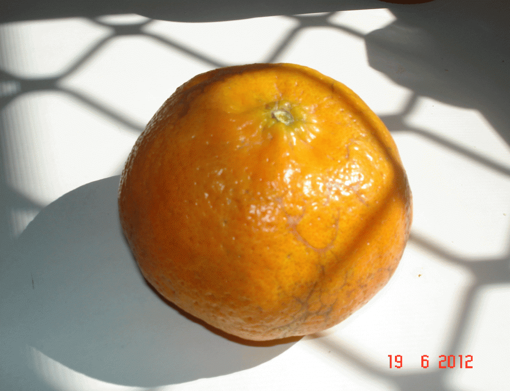 Mandarin's picked and ready to eat. Tropical backyard