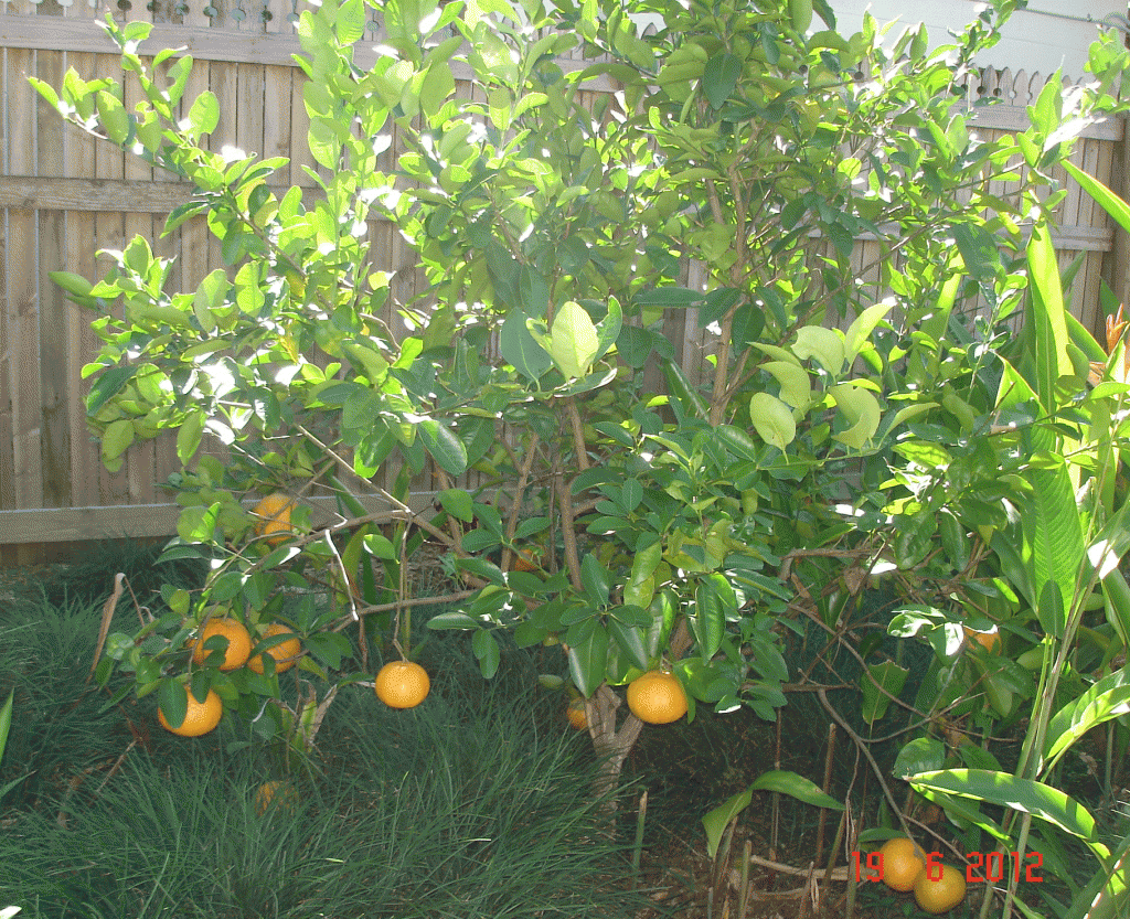 First crop of Manderins in June on my new tree Tropical backyard delights