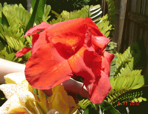Red variation of tropical Yellow Canna