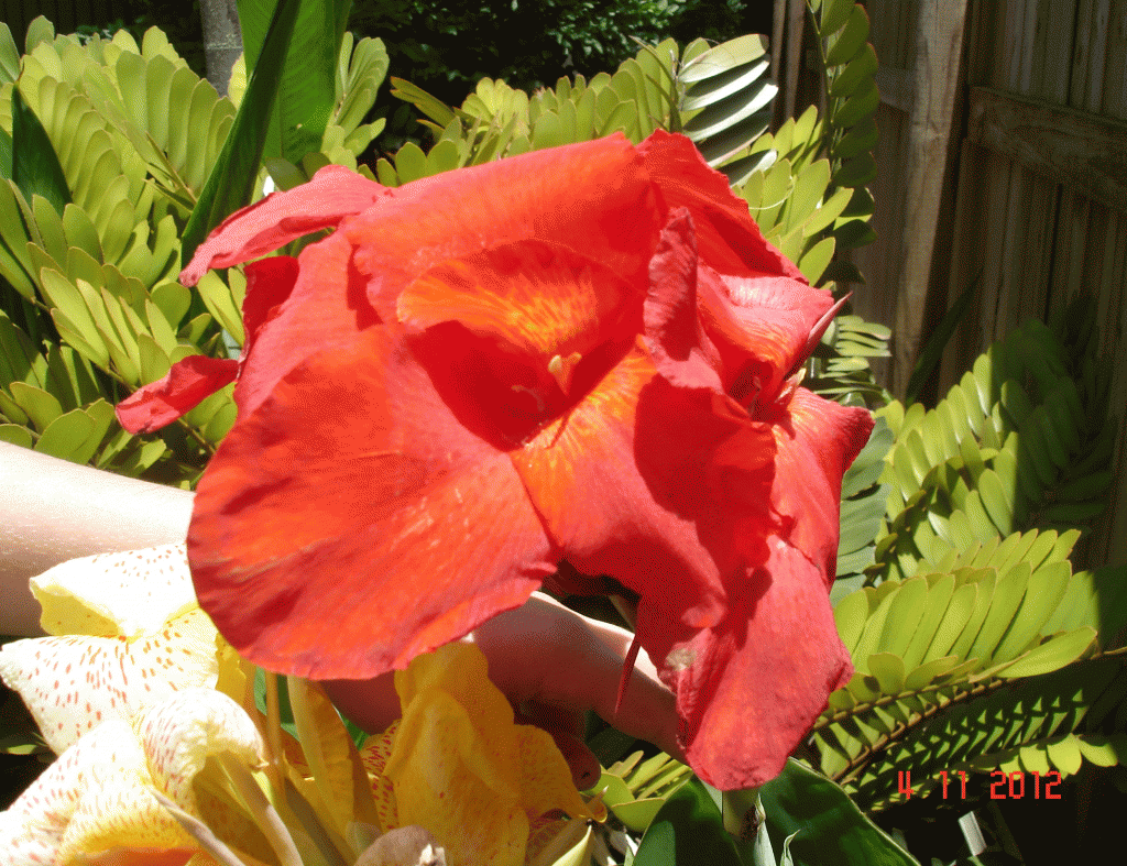 Red variation of tropical Yellow Canna