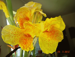 Yellow canna lily in my back yard garden