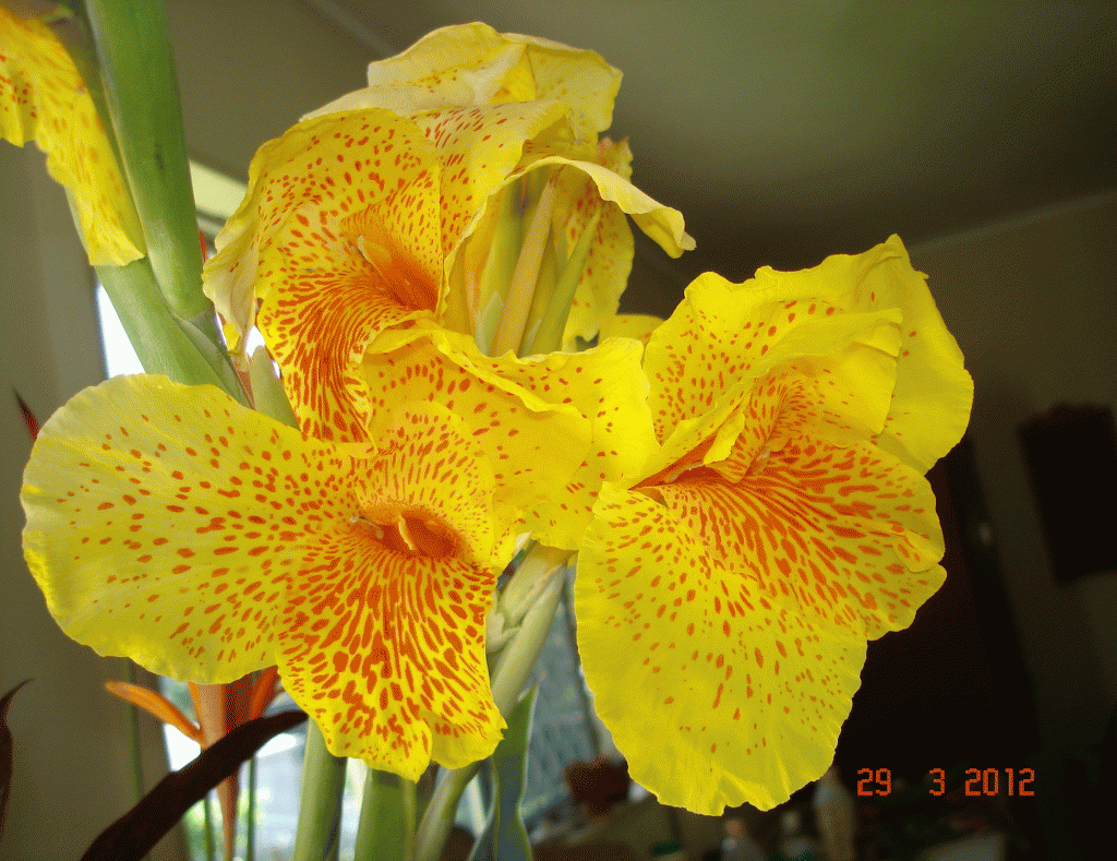 Yellow canna lily in my back yard garden