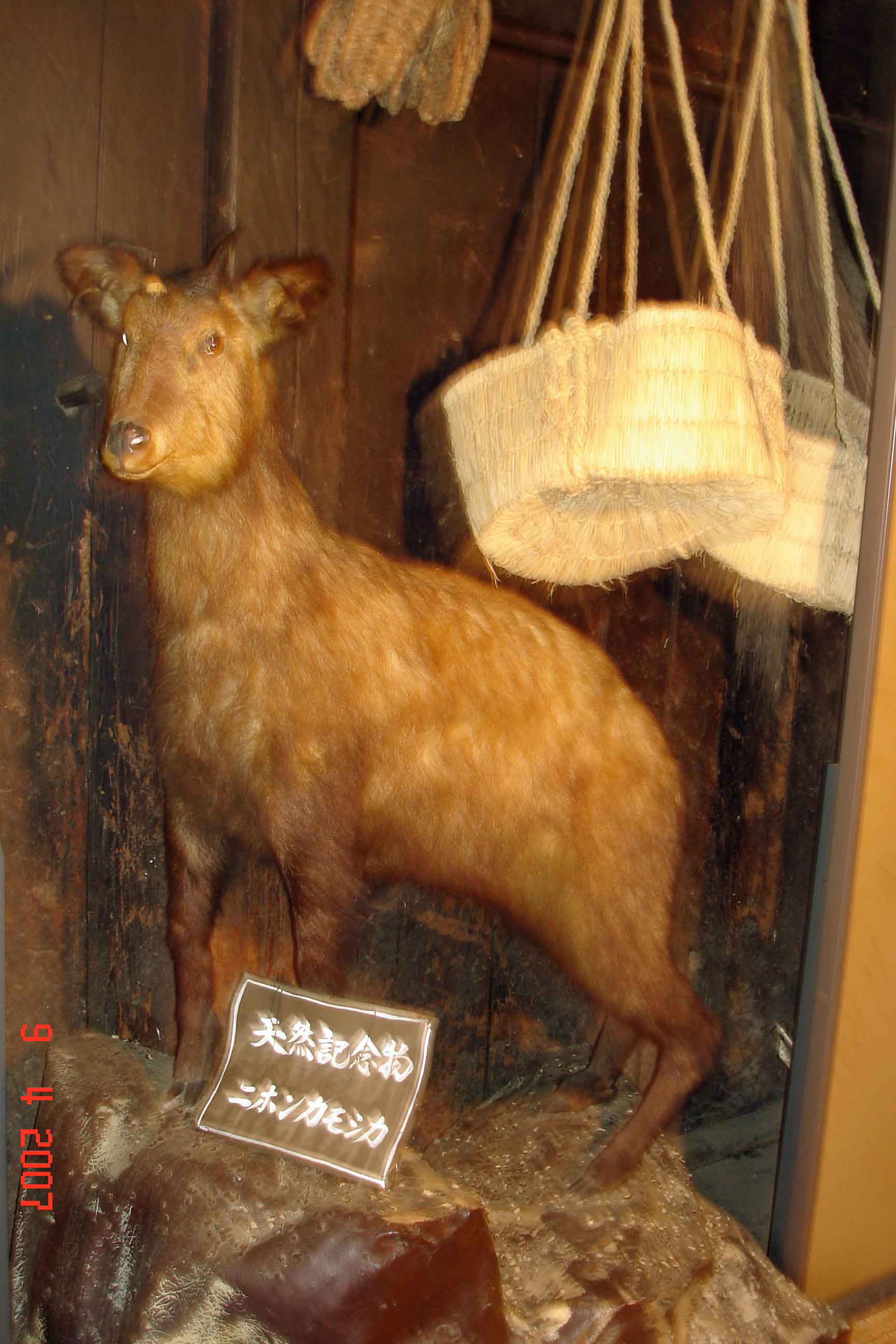 Japanese Deer "Shika" or "Sika" native to the region