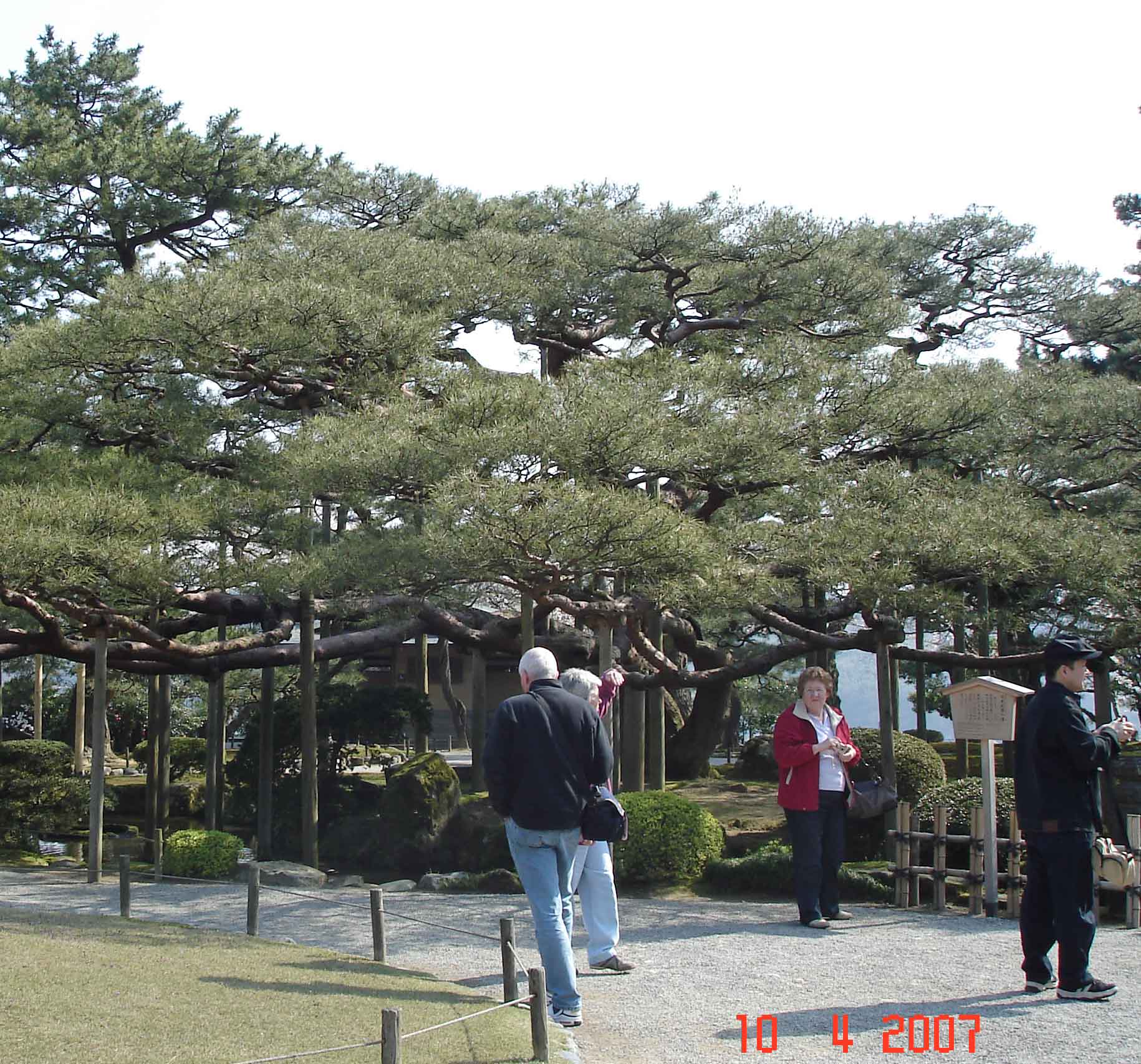 Ancient Karasaki Pine with strong poles to support branches in winter snowfall