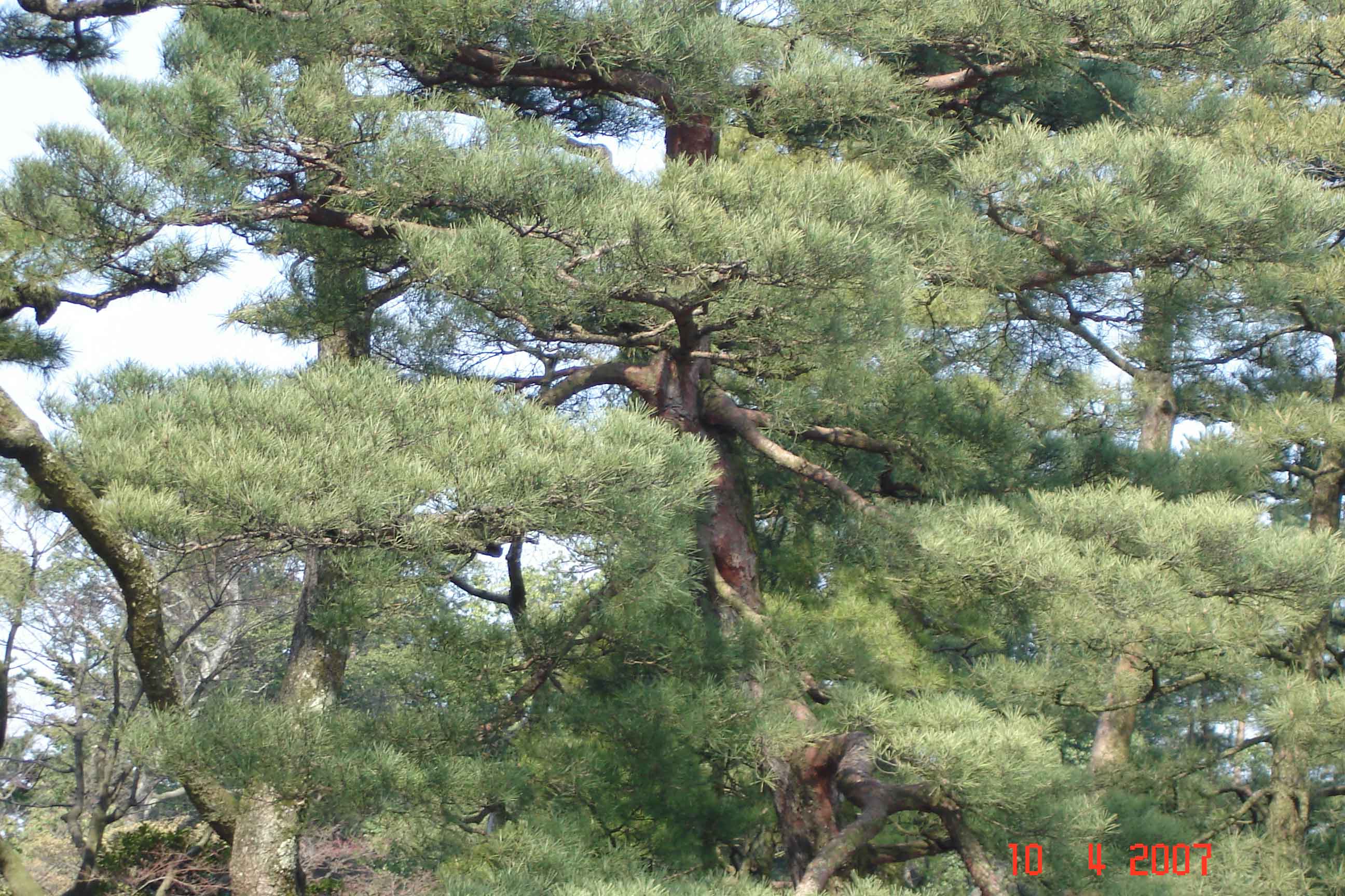 Kenroku-en Park- beautiful soft foliage of Karasaki Pine