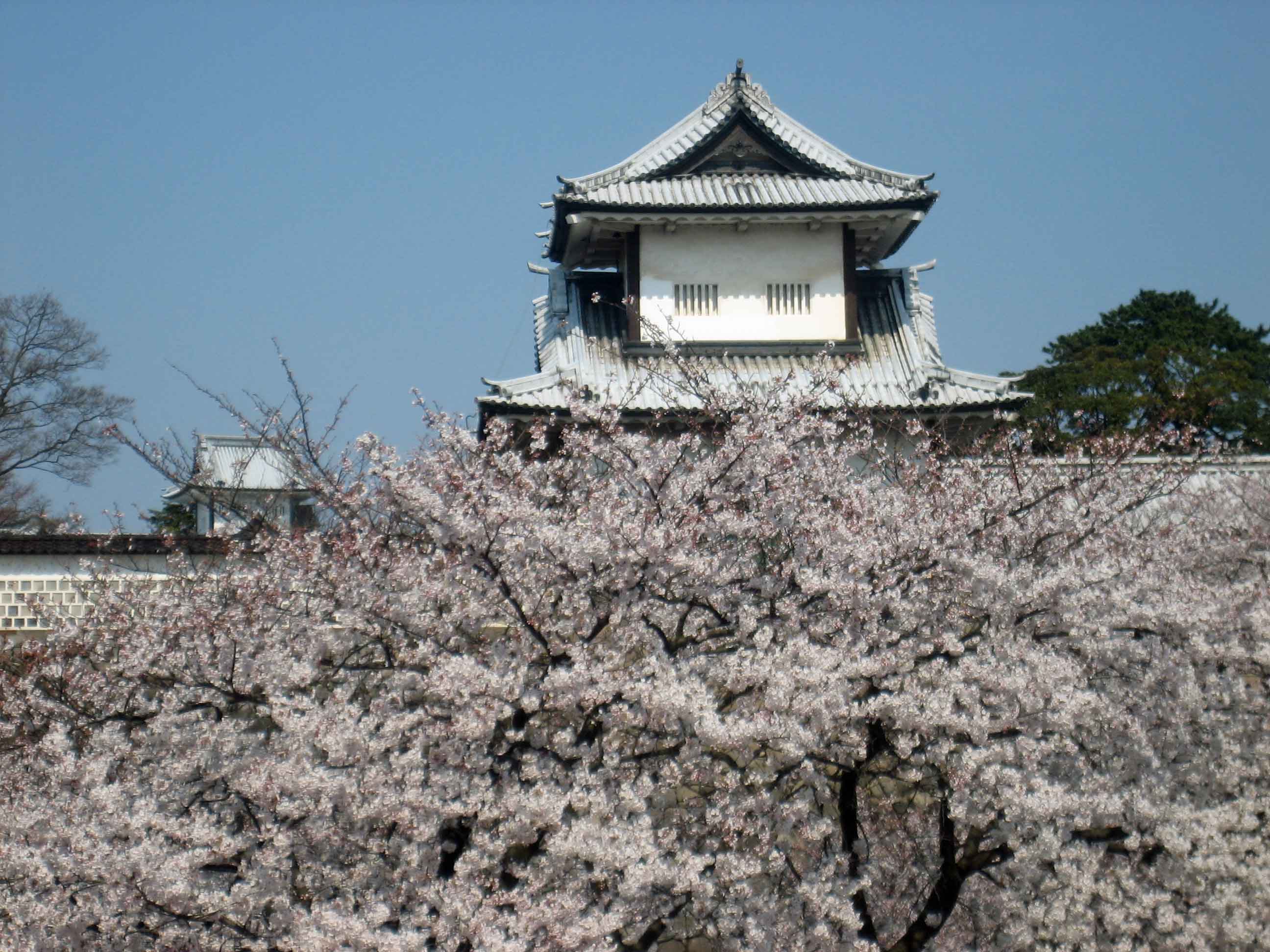 Magnificent display of cherry blossom flowers against stone wall of Kanazawa Castle/Park