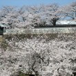 Spectacular Cherry Blossom display – Kanazawa Castle/Park-Japan