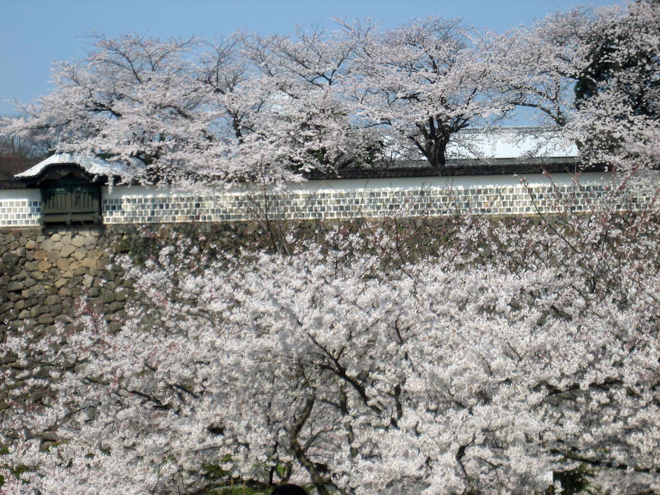 Kanazawa Castle Wall spectacular display of cherry blossom trees