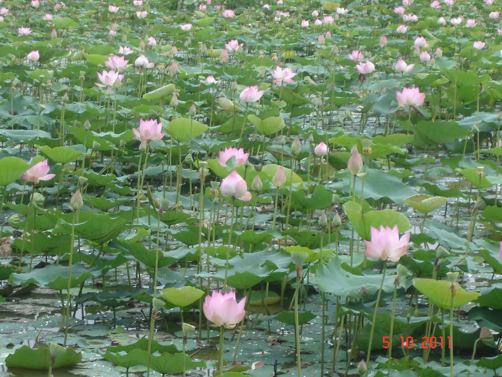 Field-of-delicate-lotus-blossoms along the Highway