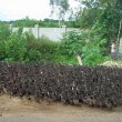 Ducks-ducks – Herds of Ducks | Favorite foto-Wednesday