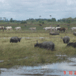 Animal Herds-water buffalo|skinny white cows