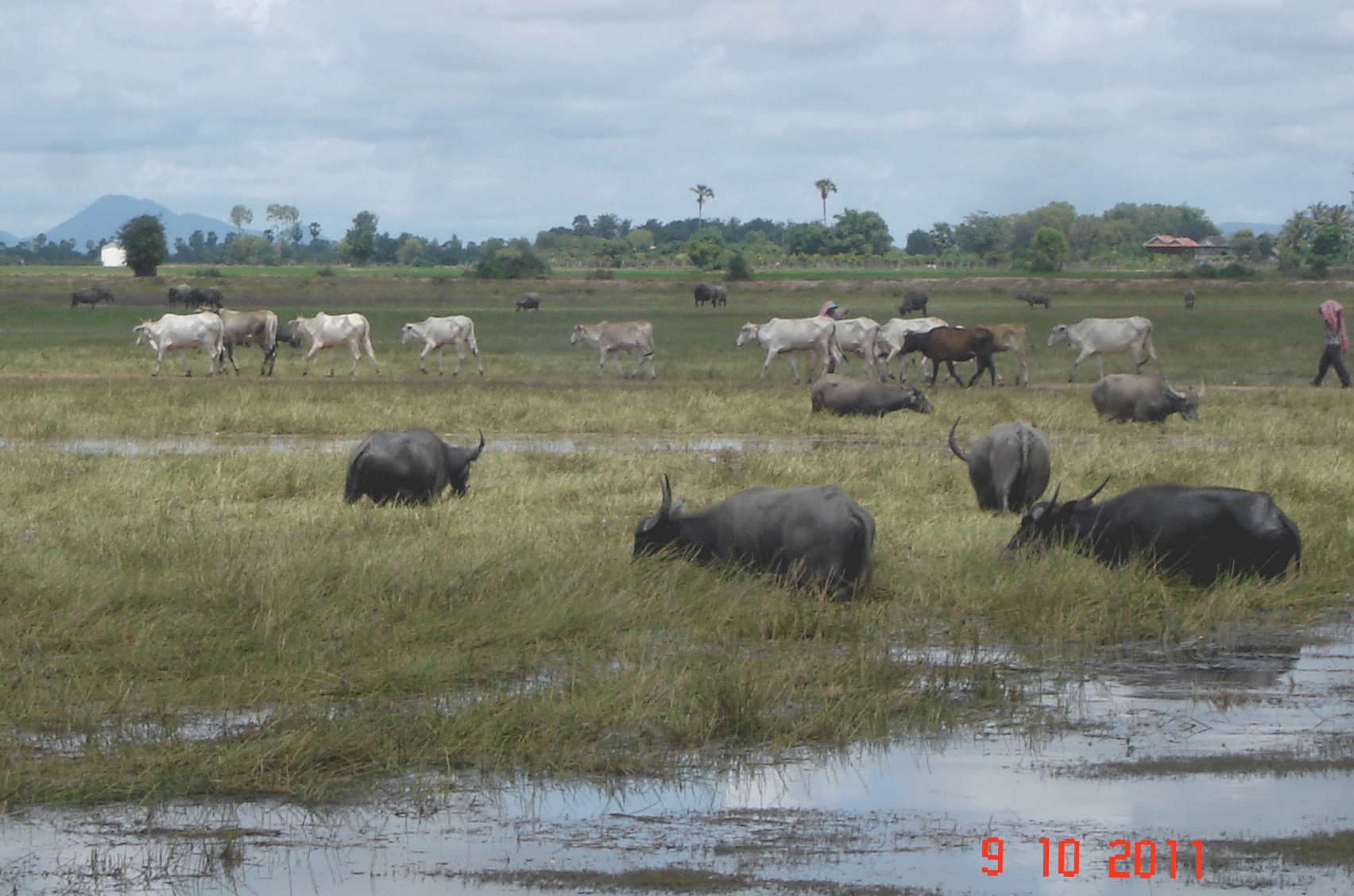 Herdbuffalo&skinnywhitecows