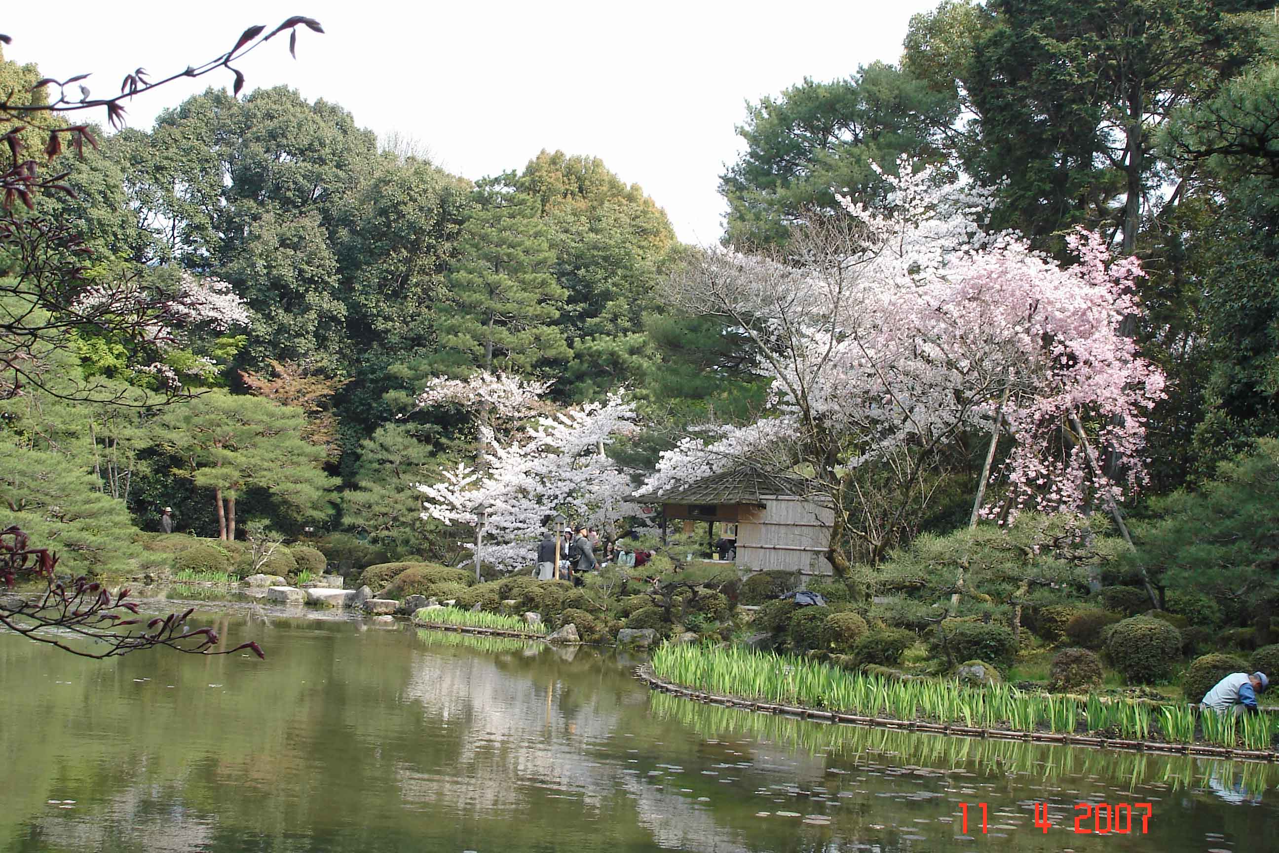 Planting Irises Soryu-ike pond, Heian Jingu Shrine Kyoto