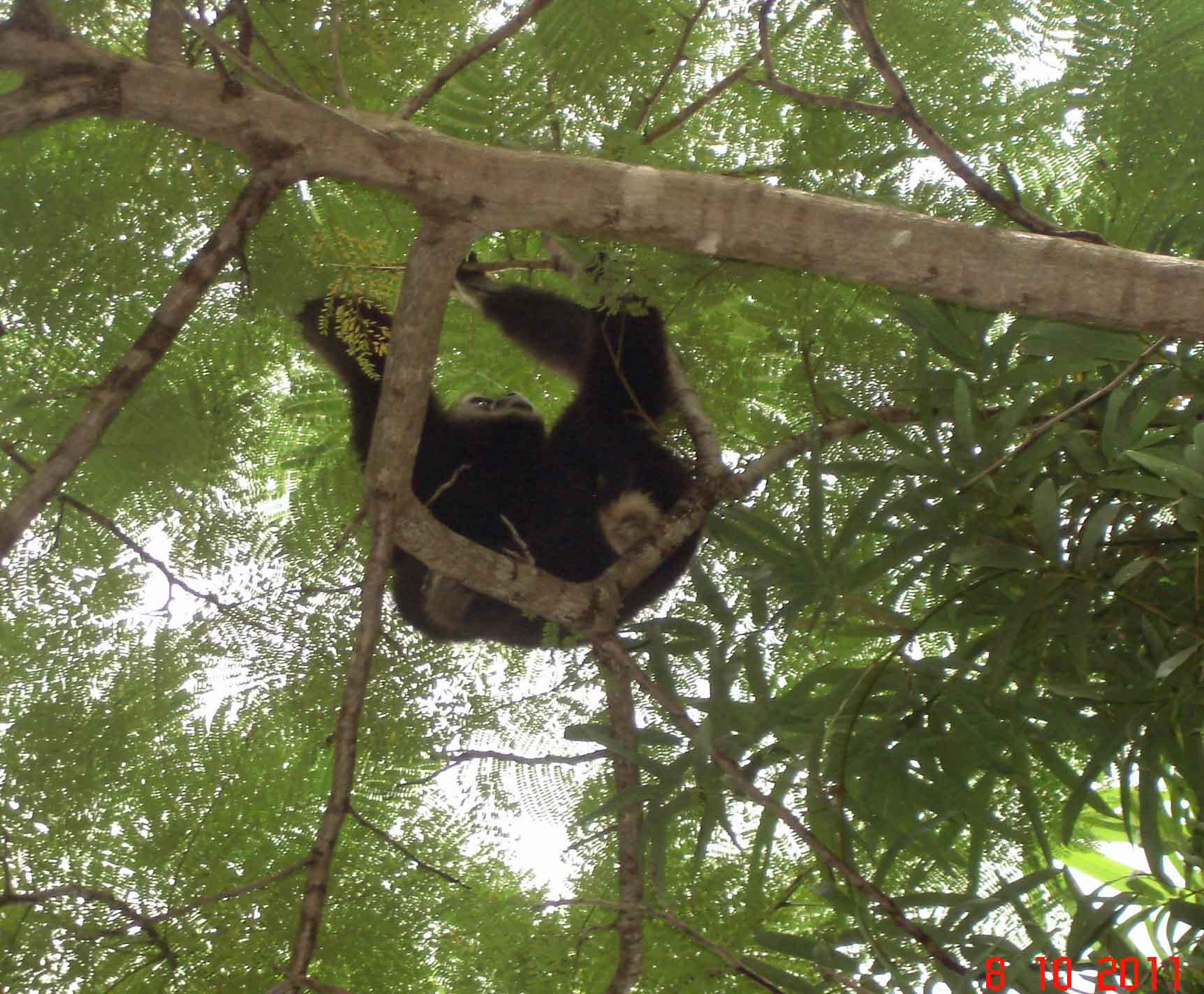 Real live Gibbon, Kirirom Hillside Resort-Kirirom National Park