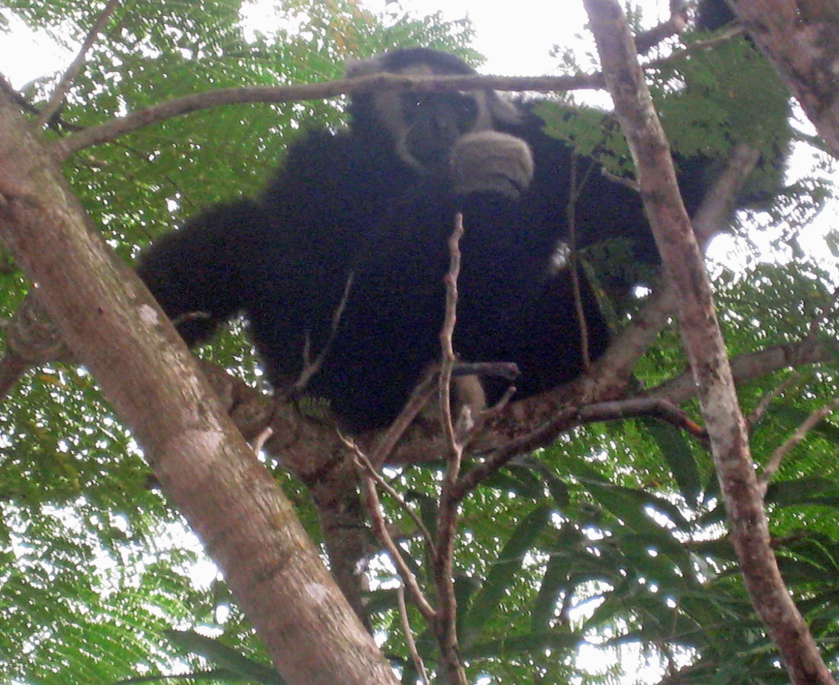 Kirirom National Forest - Pileated Gibbon