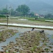 Journey to Longsheng Rice Terrace