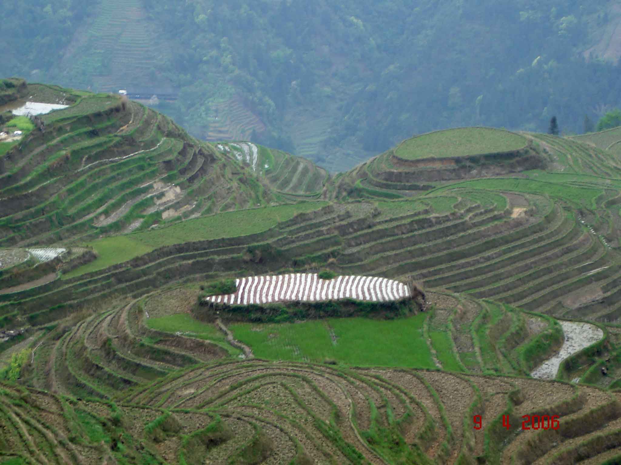 Dragon's Backbone terraced rice fields- Longsheng