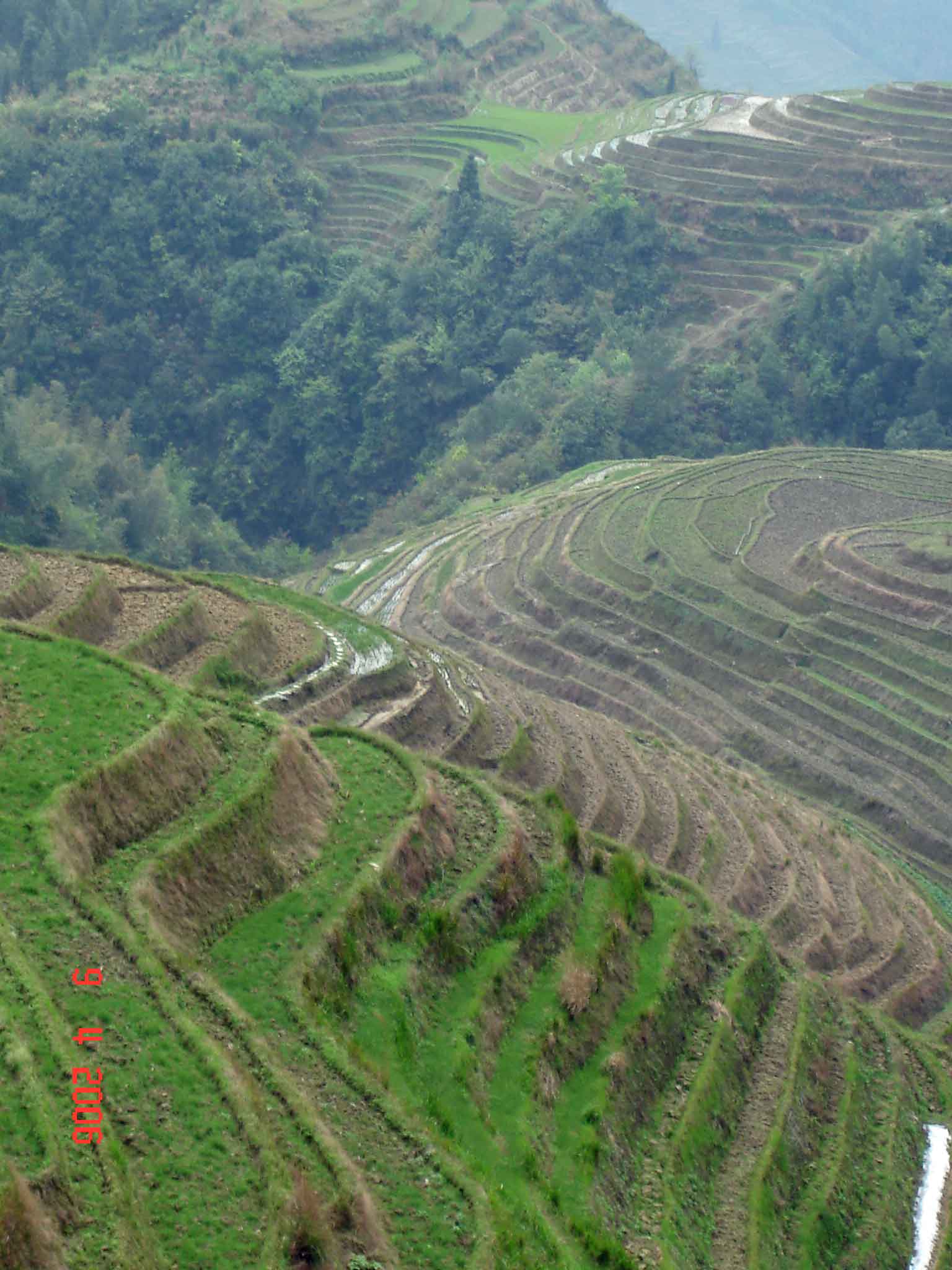 rice-terraces-with-trees